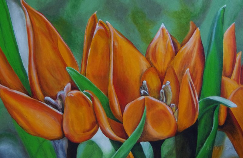 Tulpen.JPG - Tulpen in Orange 70 x 100