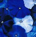 Blaue_Petunien