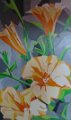 Hibiscus_in_Abricot