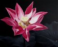 Lotosbluete80x100
