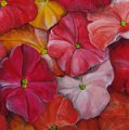 Rote_Petunien